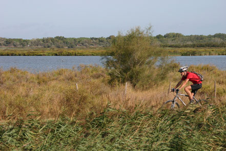 Bild: Radfahrer in der Camargue, Provence