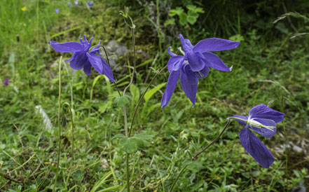 Bild: Auf der Fahrt zum Pic du Midi de Bigorre, hier Flora