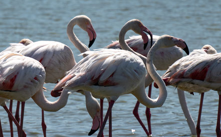 Bild: Parc ornithologique de Pont-de-Gau 