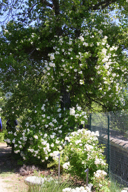 Bild: Ramblerrose im Jardin de l´Abbaye de Valsaintes, Simiane-la-Rotonde