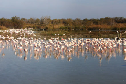 Bild: Parc ornithologique de Pont-de-Gau