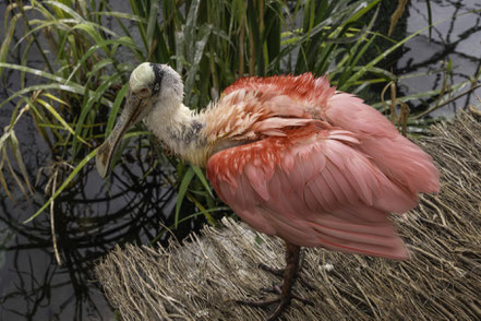 Bild: Rosalöffler im L´Oceanogràfic in Valencia