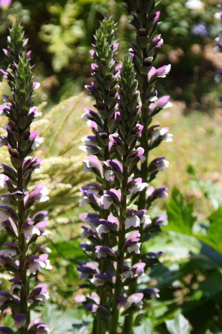 Bild: Jardin de l´Abbaye de Valsaintes, Simiane-la-Rotonde