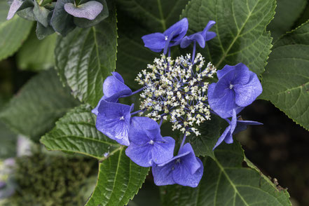 Bild: Botanischer Garten in Quimper 