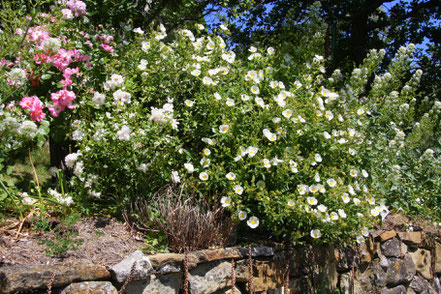 Bild: Jardin de l´Abbaye de Valsaintes, Simiane-la-Rotonde