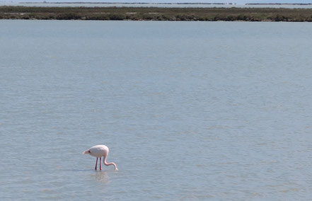 Bild: Flamingo in der Camargue