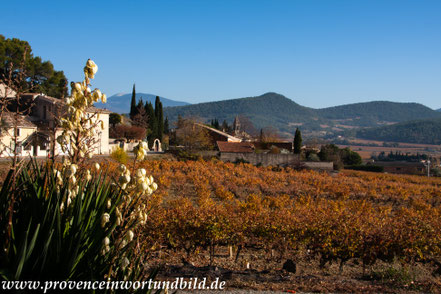 Bild: Herbst in den Dentelles de Montmirail 