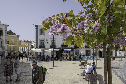 Bild: in der Neustadt von Faro