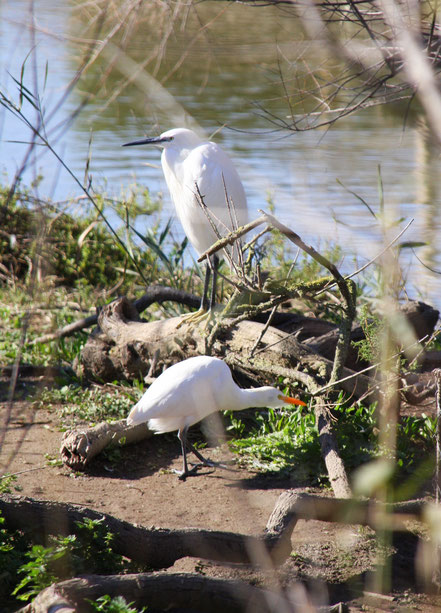 Bild: Parc ornithologique de Pont-de-Gau
