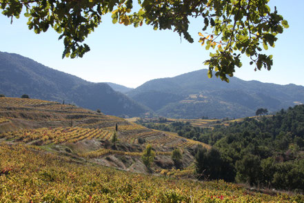 Bild: Dentelles de Montmirail