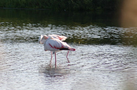 Bild: Flamingos