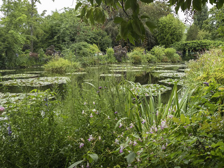 Bild: Der Seerosenteich von Claude Monet in Givery 