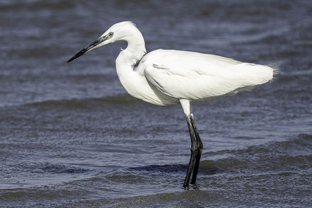 Bild: Seidenreiher in der Camargue in Saintes-Maries-de-la-Mer