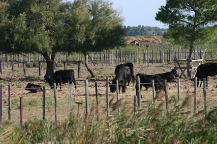 Bild: Stiere in der Camargue