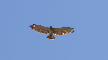 Bild: Adler im Luberon