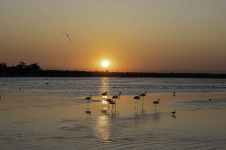 Bild: Flamingos in der Camargue in Saintes-Maries-de-la-Mer 