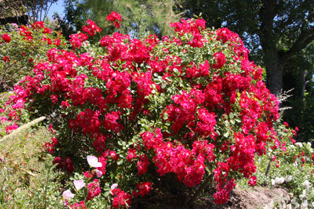 Bild: Jardin de l´Abbaye de Valsaintes, Simiane-la-Rotonde