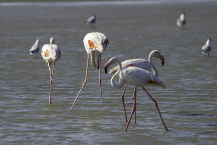 Bild: Flamingos in der Camargue in Saintes-Maries-de-la-Mer