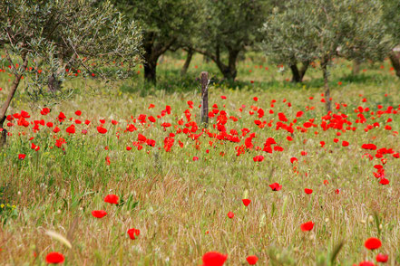 Bild: Frühling in Maubec auf den Olivenfeldern