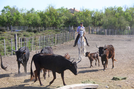 Bild: Fahrt mit der TIKI III bei Saintes-Maries-de-la-Mer, Camargue 