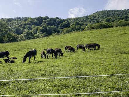 Bild: Wiese mit Esel in Lesun Pyrenäen