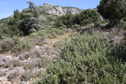 Bild: Blühender wilder Thymian in der Provence