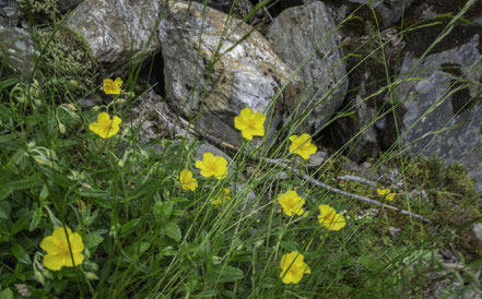 Bild: Auf der Fahrt zum Pic du Midi de Bigorre, hier Flora 