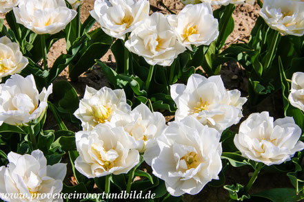 Bild: Tulpenfelder bei Niozelles in der Provence 