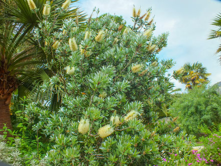 Bild: Le Jardin de la Retraite - Botanischer Garten in Quimper   