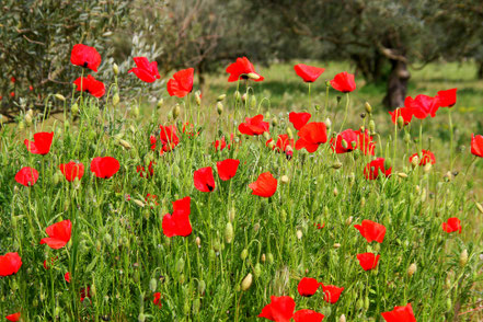 Bild: Frühling in Maubec auf den Olivenfeldern