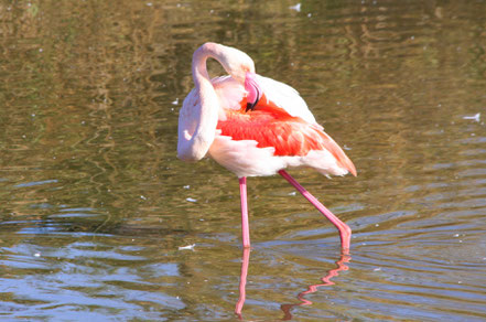 Bild: Flamingo in der Camargue