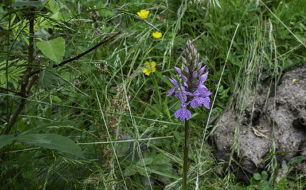 Bild: Auf der Fahrt zum Pic du Midi de Bigorre, hier blühende Orchidee