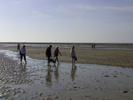 Bild: Muschelsammler in Gouville-sur-Mer