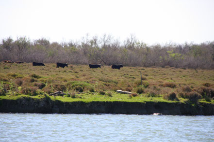 Bild: Fahrt mit der TIKI III bei Saintes-Maries-de-la-Mer, Camargue 