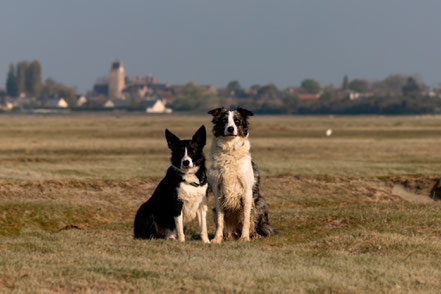 Ihre Hunde Idgie und Ben sind bei den Wanderungen an den Klippen immer dabei 