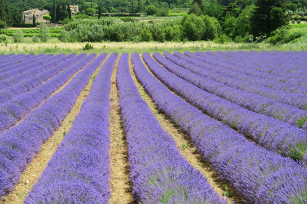 Bild: Lavendelfeld bei Bonnieux, Vaucluse