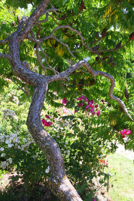 Bild: Jardin de l´Abbaye de Valsaintes, Simiane-la-Rotonde