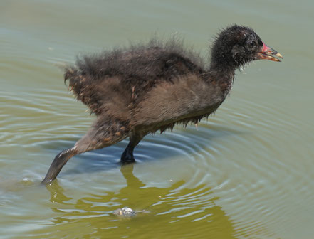 In der Camargue