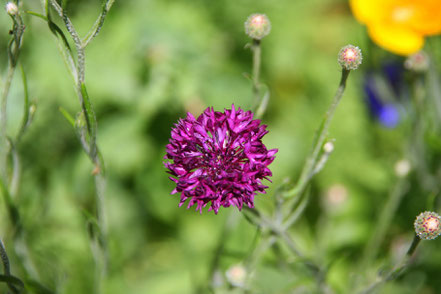 Bild: Jardin de l´Abbaye de Valsaintes, Simiane-la-Rotonde