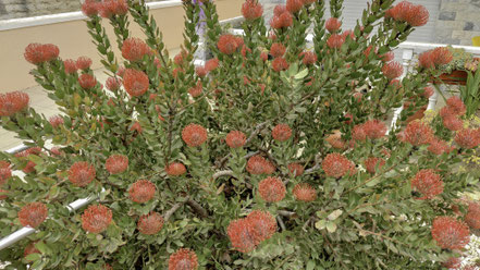 Bild: Flora an der Praia de Mira in Portugal 