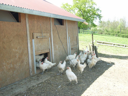 Bild: Geflügelfarm in der Bresse, Frankreich