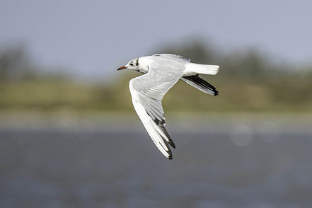 Bild: Vogel in der Camargue in Saintes-Maries-de-la-Mer