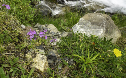 Bild: Auf der Fahrt zum Pic du Midi de Bigorre, hier Flora