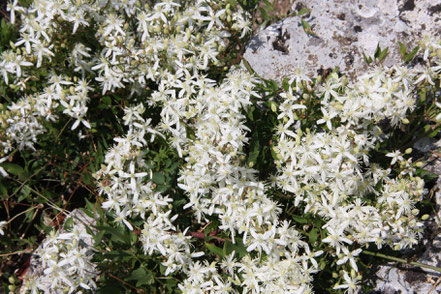 Blüten am Wegesrand