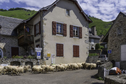 Bild: Schafherde in Lesun Pyrenäen