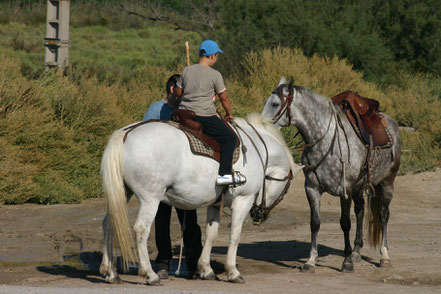 Bild: Reiter in der Camargue