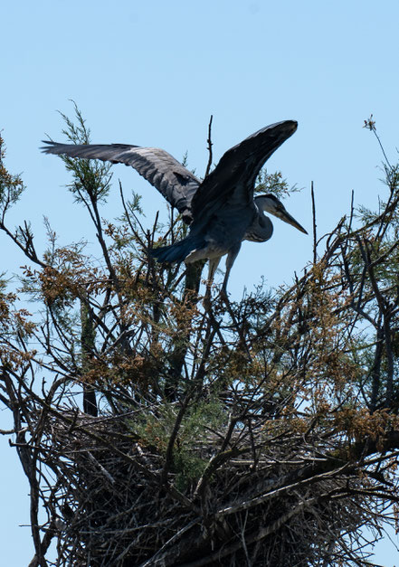 Bild: Parc ornithologique de Pont-de-Gau 