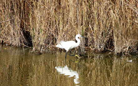 Bild: Parc ornithologique de Pont-de-Gau