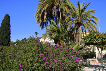 Bild: Hyères an der Côte im Februar