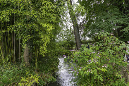 Bild Zufluß zum Seerosenteich von Claude Monet in Giverny